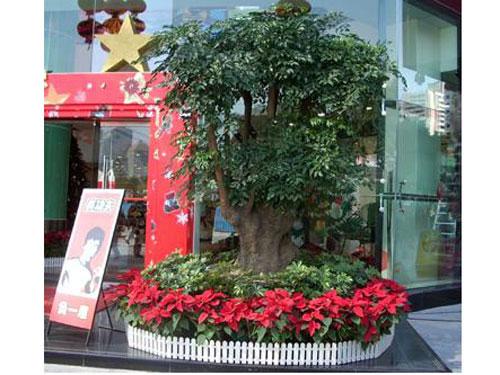 綠化租擺