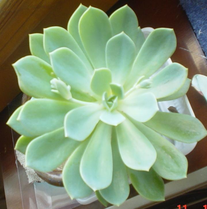 寶石花