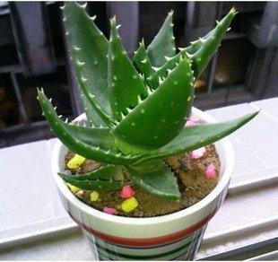 不夜城蘆薈