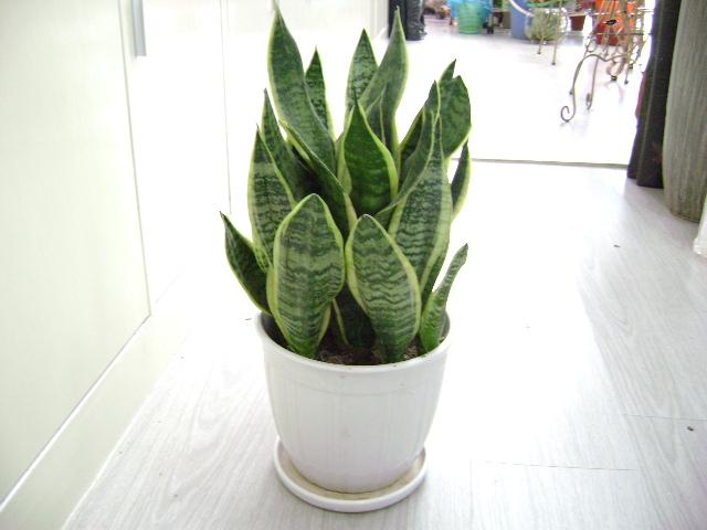 虎尾蘭
