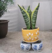 小虎皮蘭