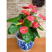紅掌