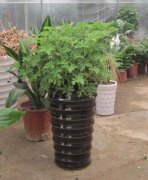 驅(qū)蚊香草