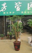 四叉幸福樹