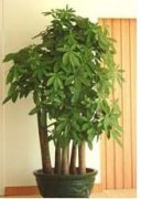 特大多頭發(fā)財(cái)樹