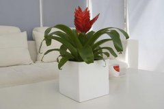 精品鳳梨